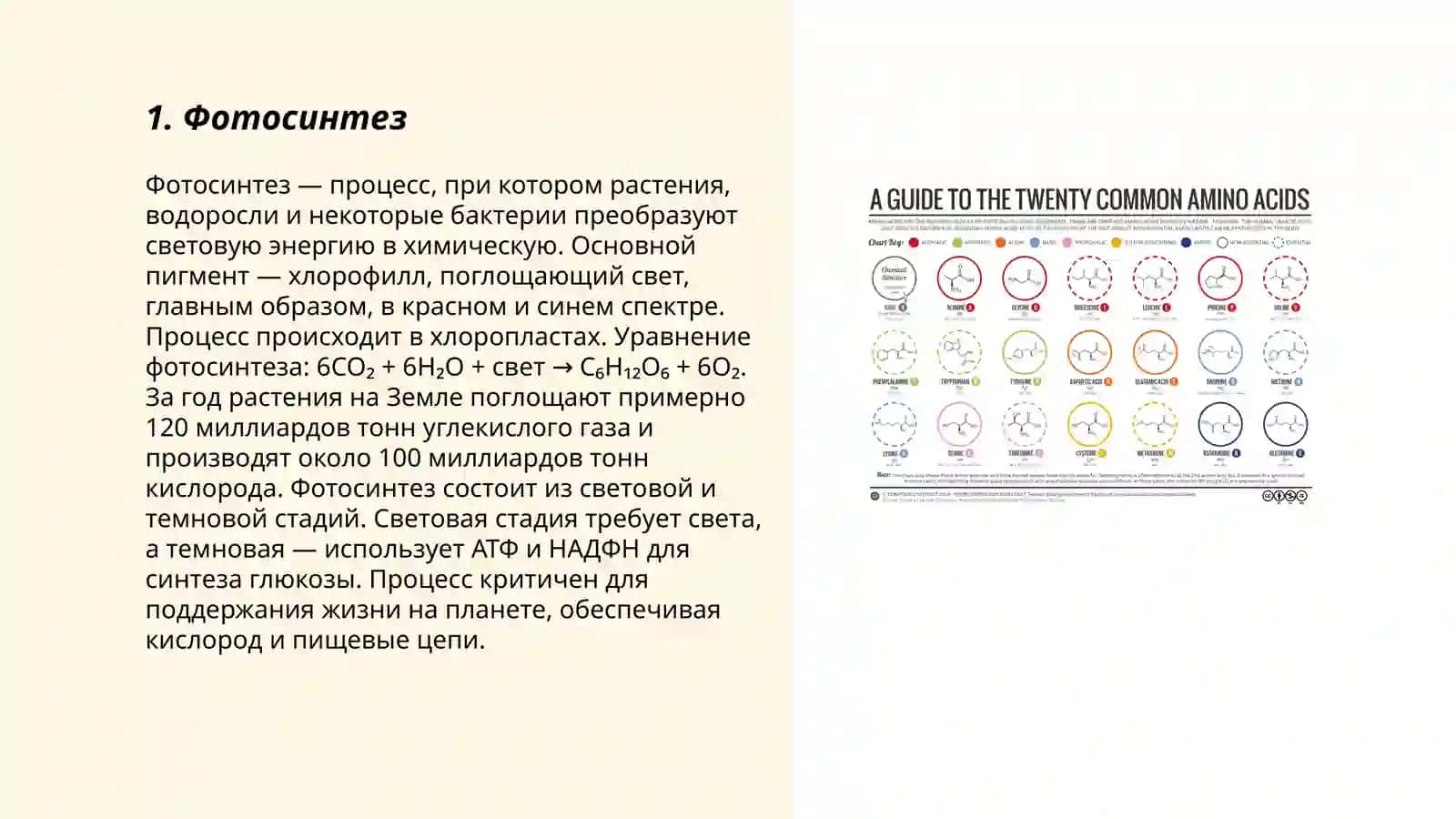 Энергетика растительной клетки 3