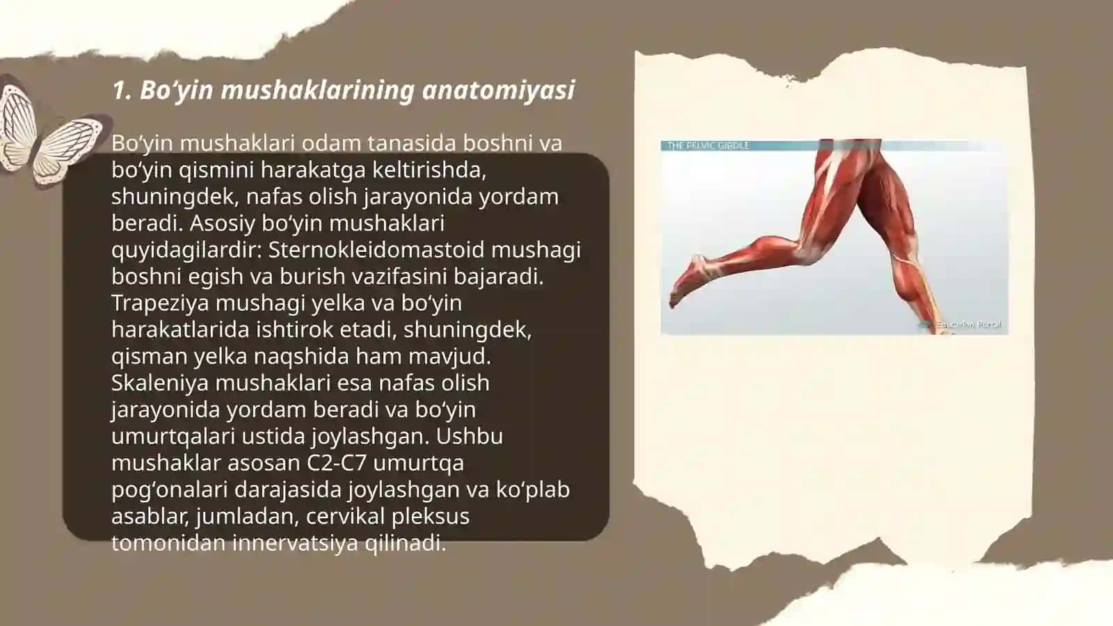 Boʻyin mushaklari va fassiyalari 3