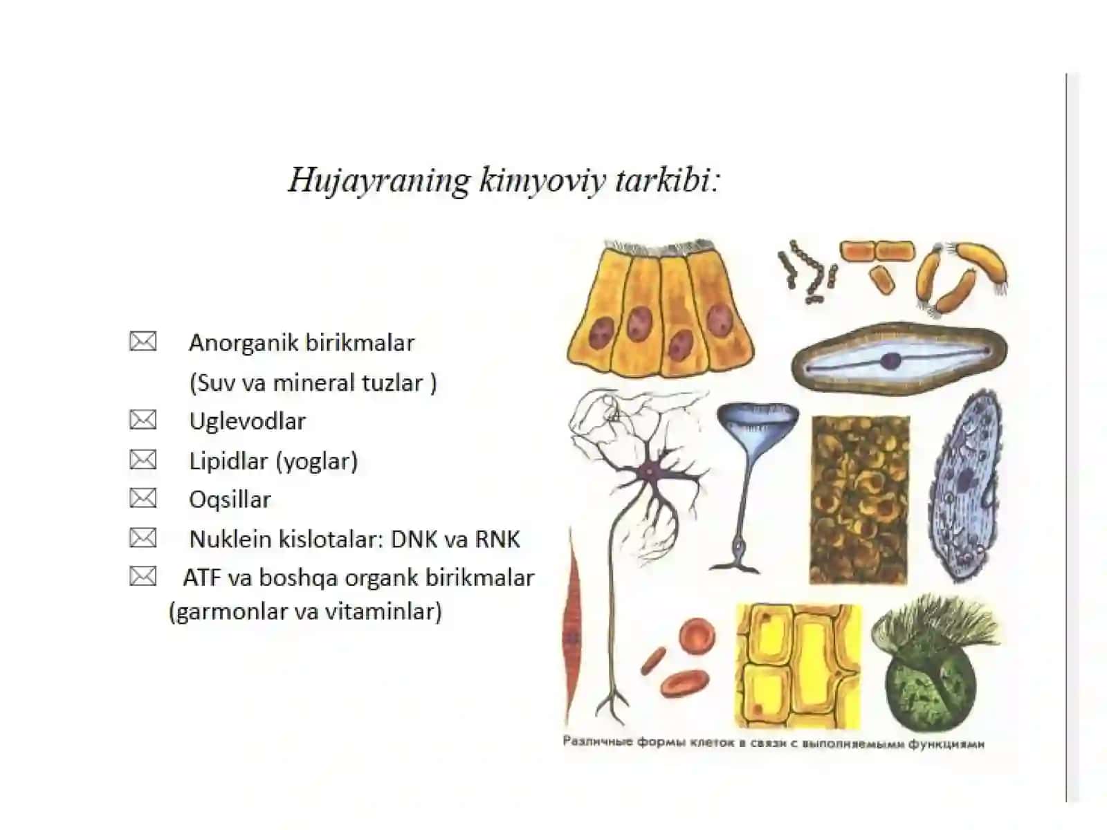 Hayotning molekulya rasoslari 3