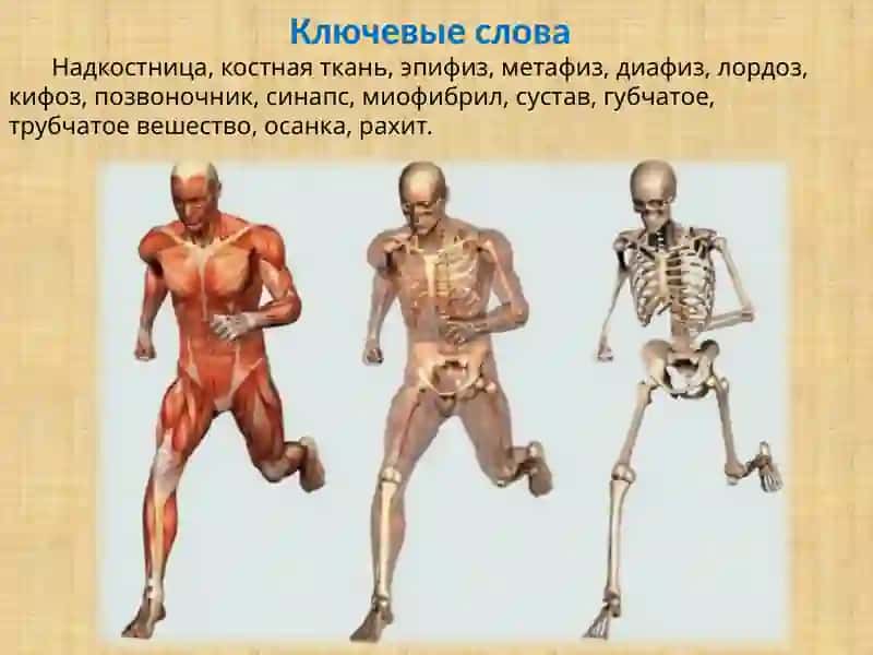 Опорно-двигательная система человека 3