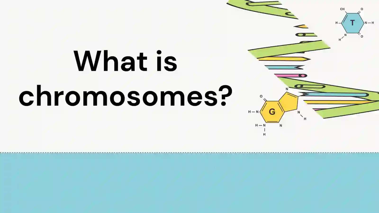 WHY DIFFERENT SPECIES HAVE DIFFERENT NUMBER OF CHROMOSOMES? 3