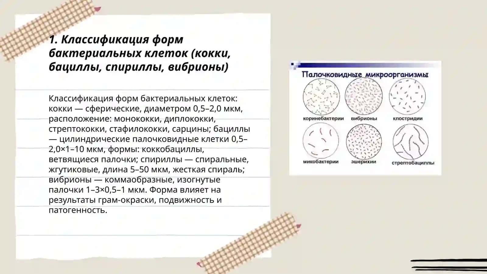 Морфология микроорганизмов,методы окраски 3