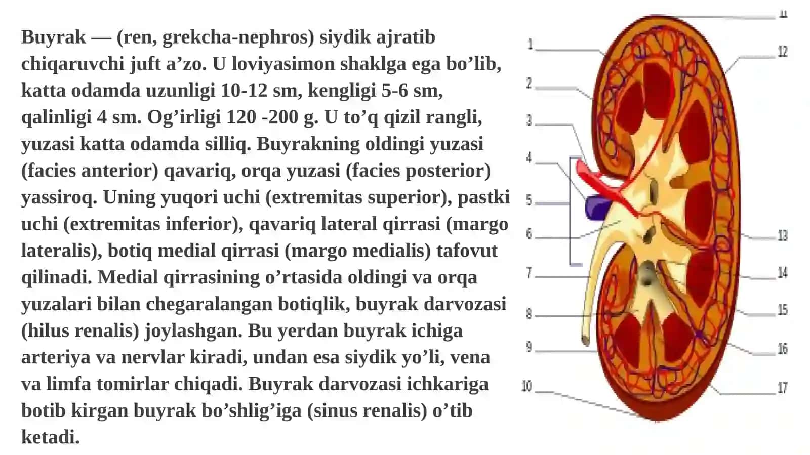 Buyraklar tuzilishi va ularning yoshga qarab o’zgarishi 3