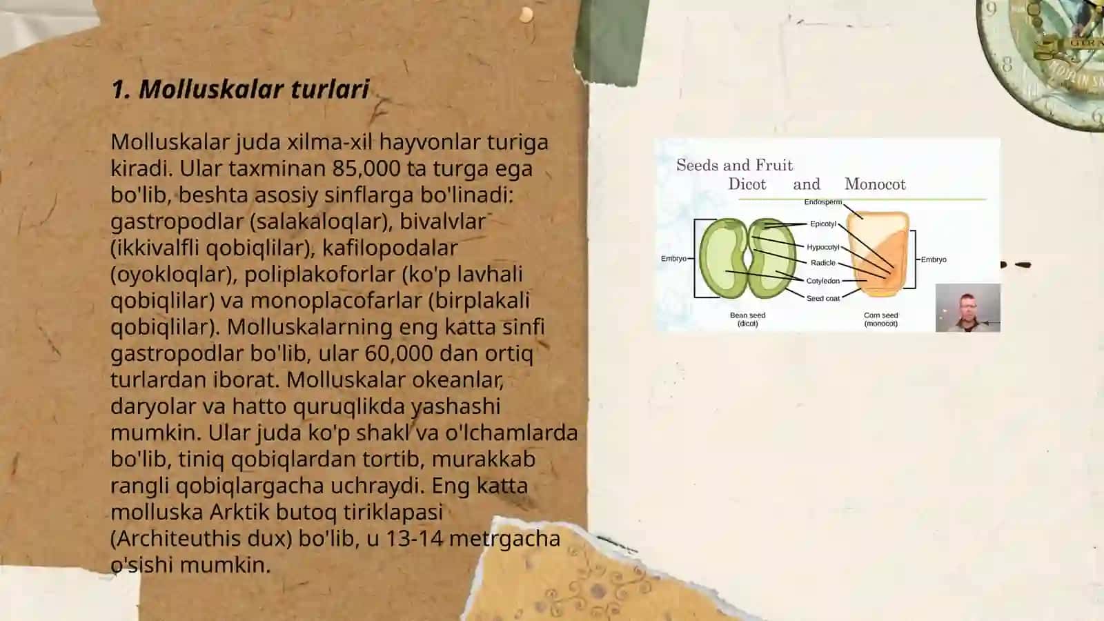 Mollyuskalarning ichki va tashqi tuzilishi 3