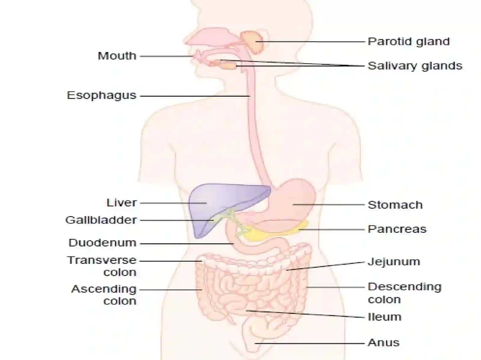 Digestive System 3