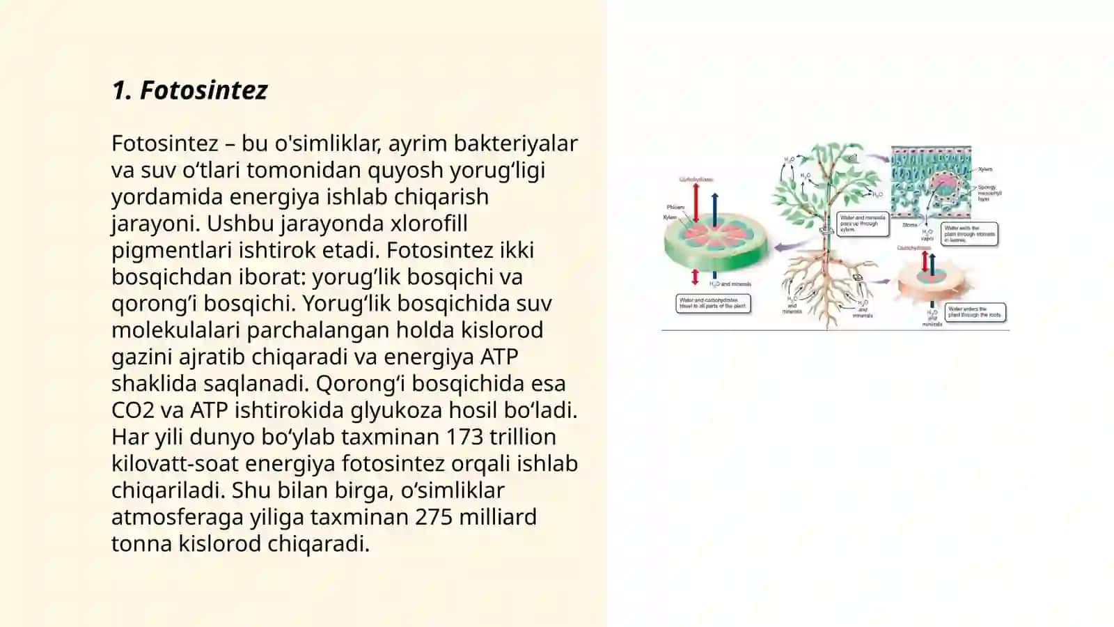 O‘simliklar fiziologiyasi 3