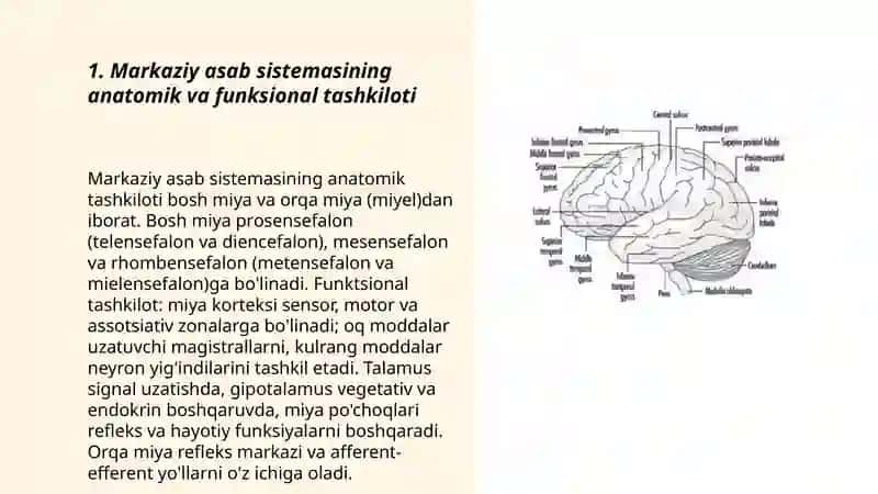 Markaziy asab sestemasi umumiy fiziologiyasi 3