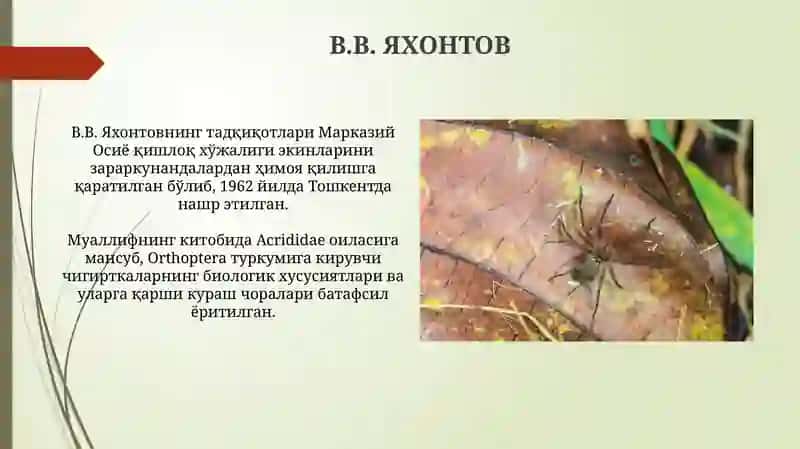 Yakontovning tadqiqotlari 3