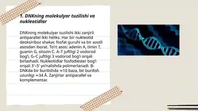 Dnk rnk 3