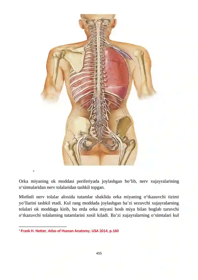 Orqa miya 3