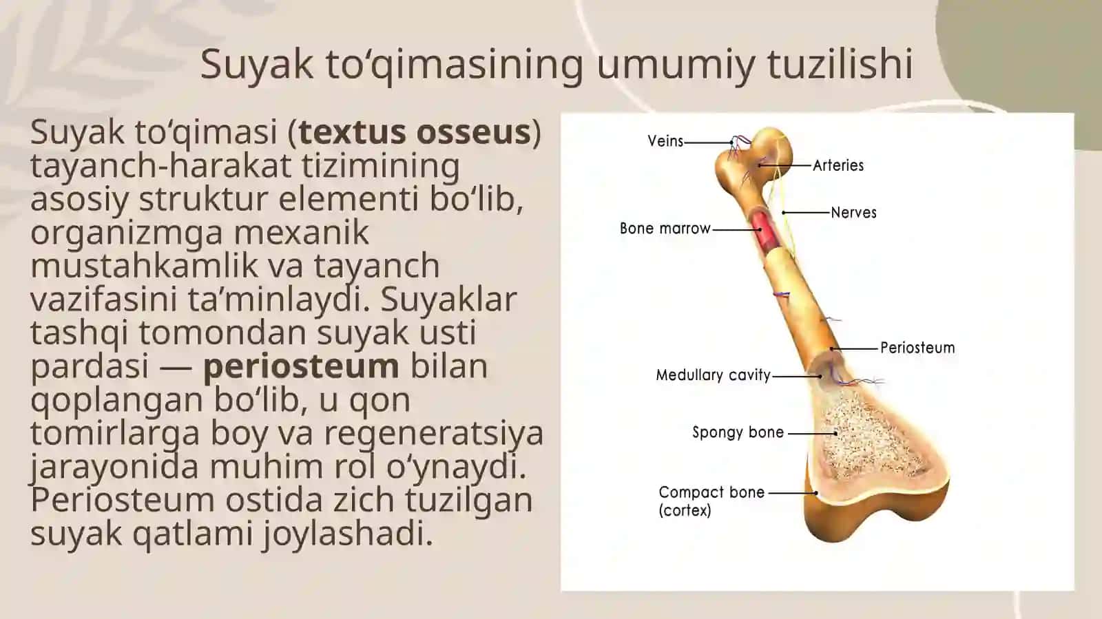 Suyak to‘qimasining tuzilishi va funksiyasi 3