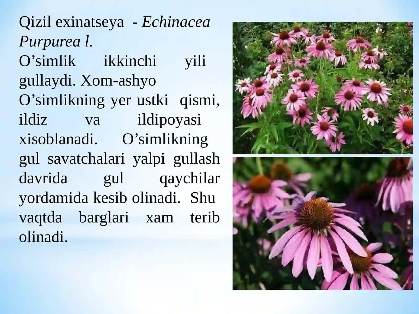 POLISAXARIDLAR (GOMOGLIKOZIDLAR) SAQLOVCHI DORIVOR O’SIMLIK XOM ASHYOLARINI TAYYORLASH, QADOQLASH VA SAQLASH USULLARI 3