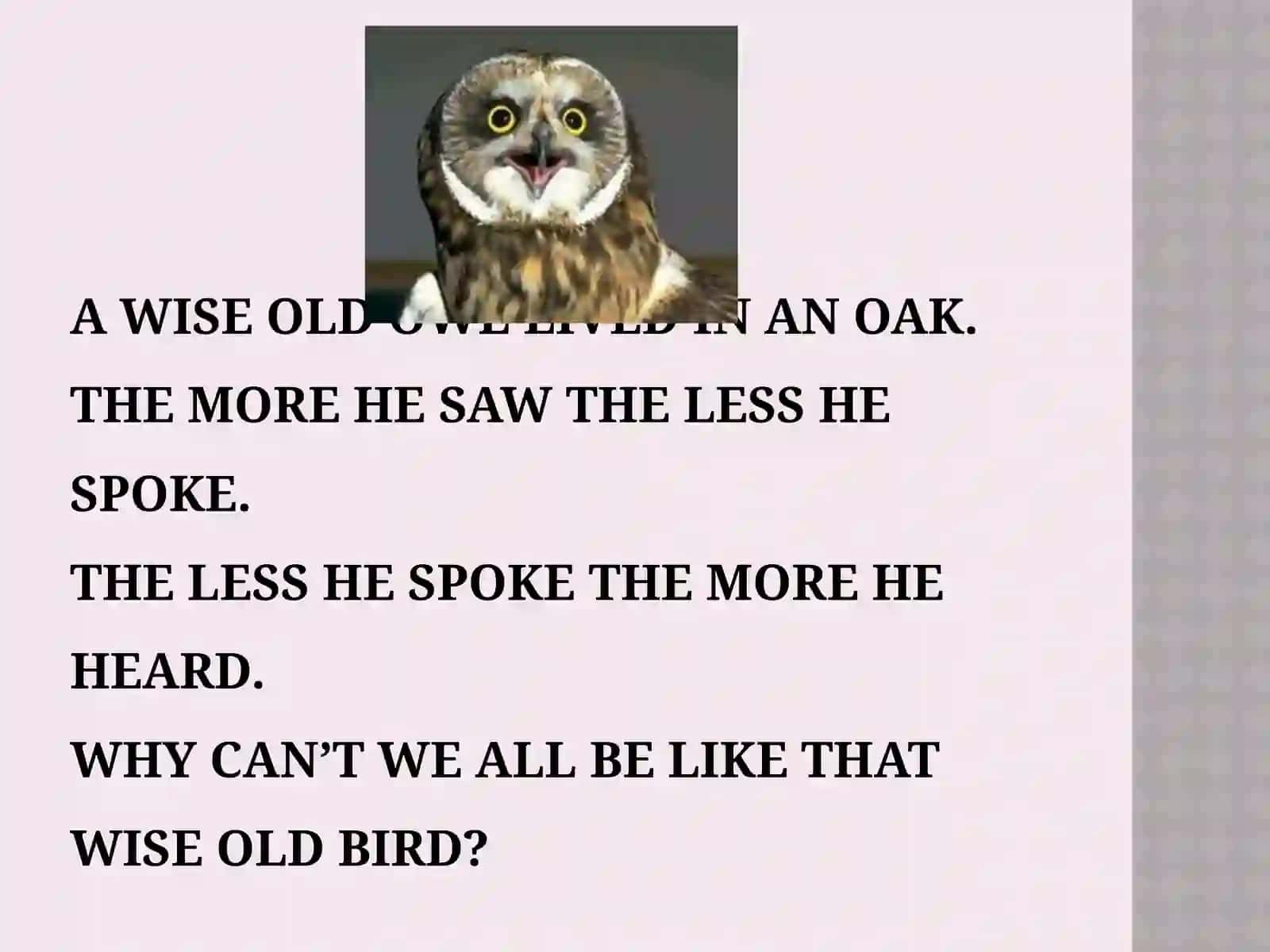 My pet 3