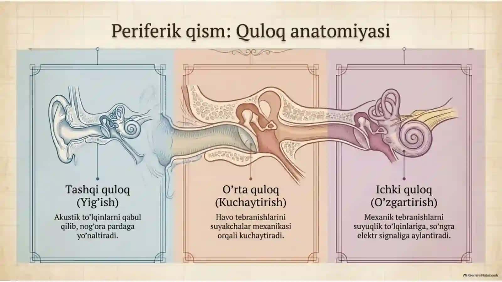 Eshitish analizatorlar Akustika 3