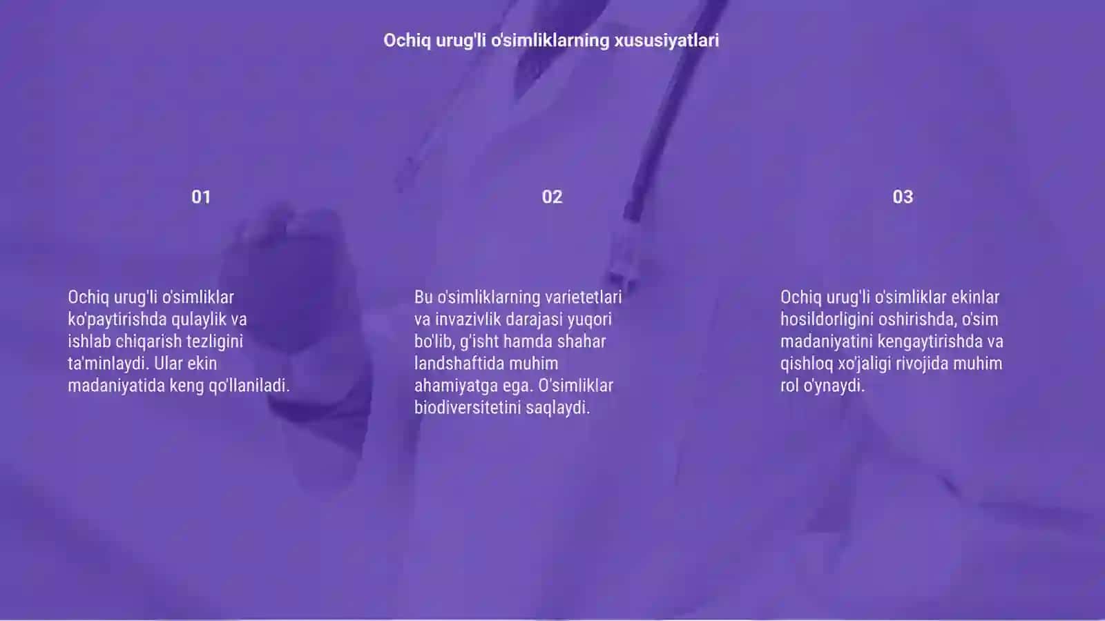 Ochiq urug'li o'simliklar 3