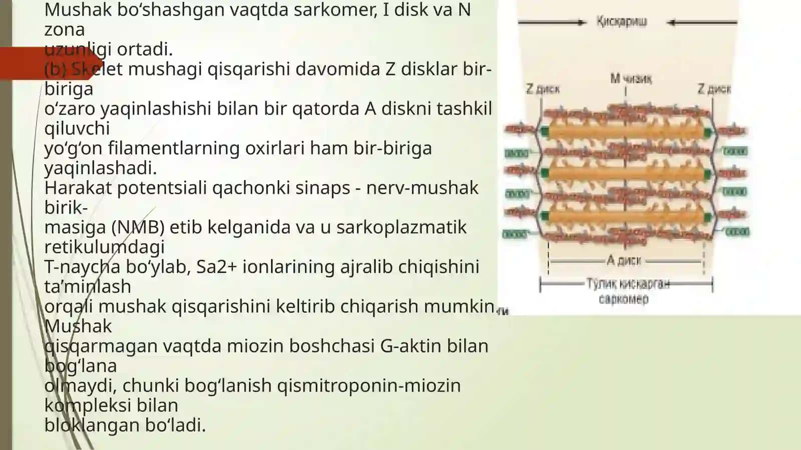 Ko'ndalang targ'il va silliq mushaklarning qisgarish mexanizmi. Mushaklarning taraqqiyoti, strukturaviy butunligini saqlanishi va regeneratsiyasida innervatsiyasining ahamiyati. 3