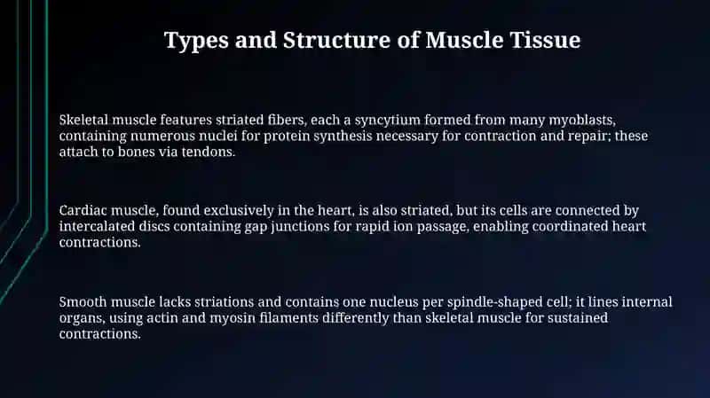 Muscular system 3
