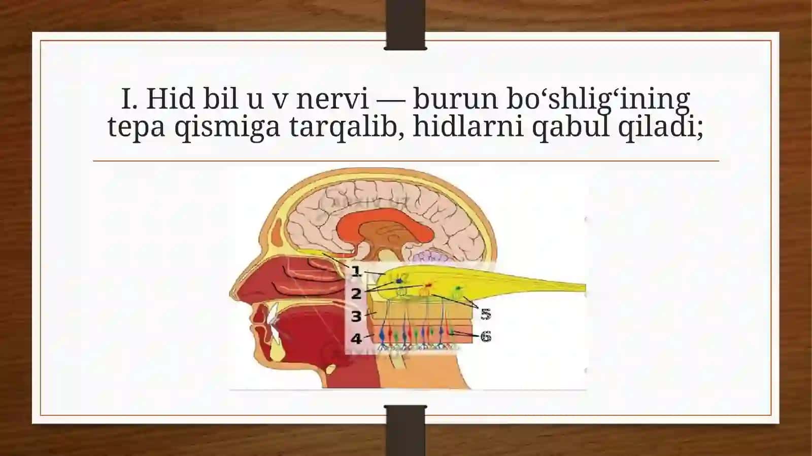 Boshmiyanig 12 juft nervlari vazifasi patologiyalari 3