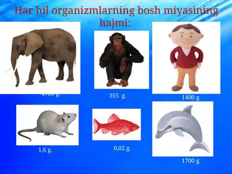 Boshmiya izlanishi 3