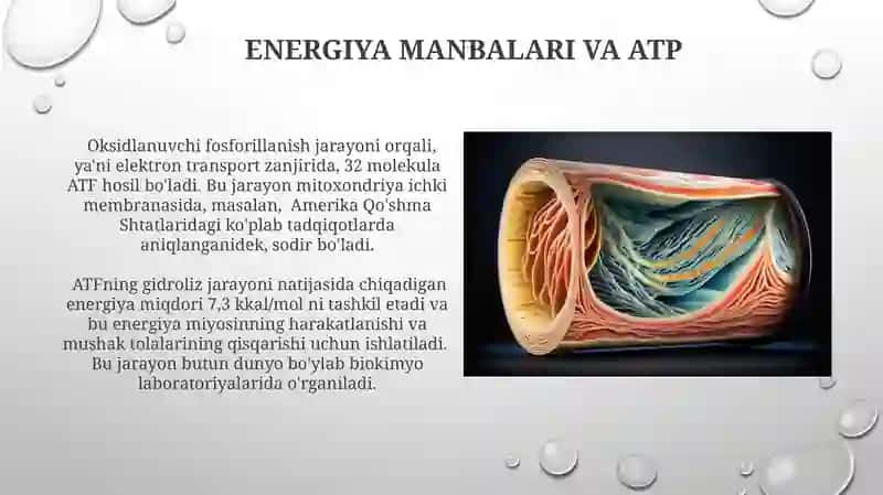 Mushak qisqarish mexanizmlarining morfologik asoslari 3
