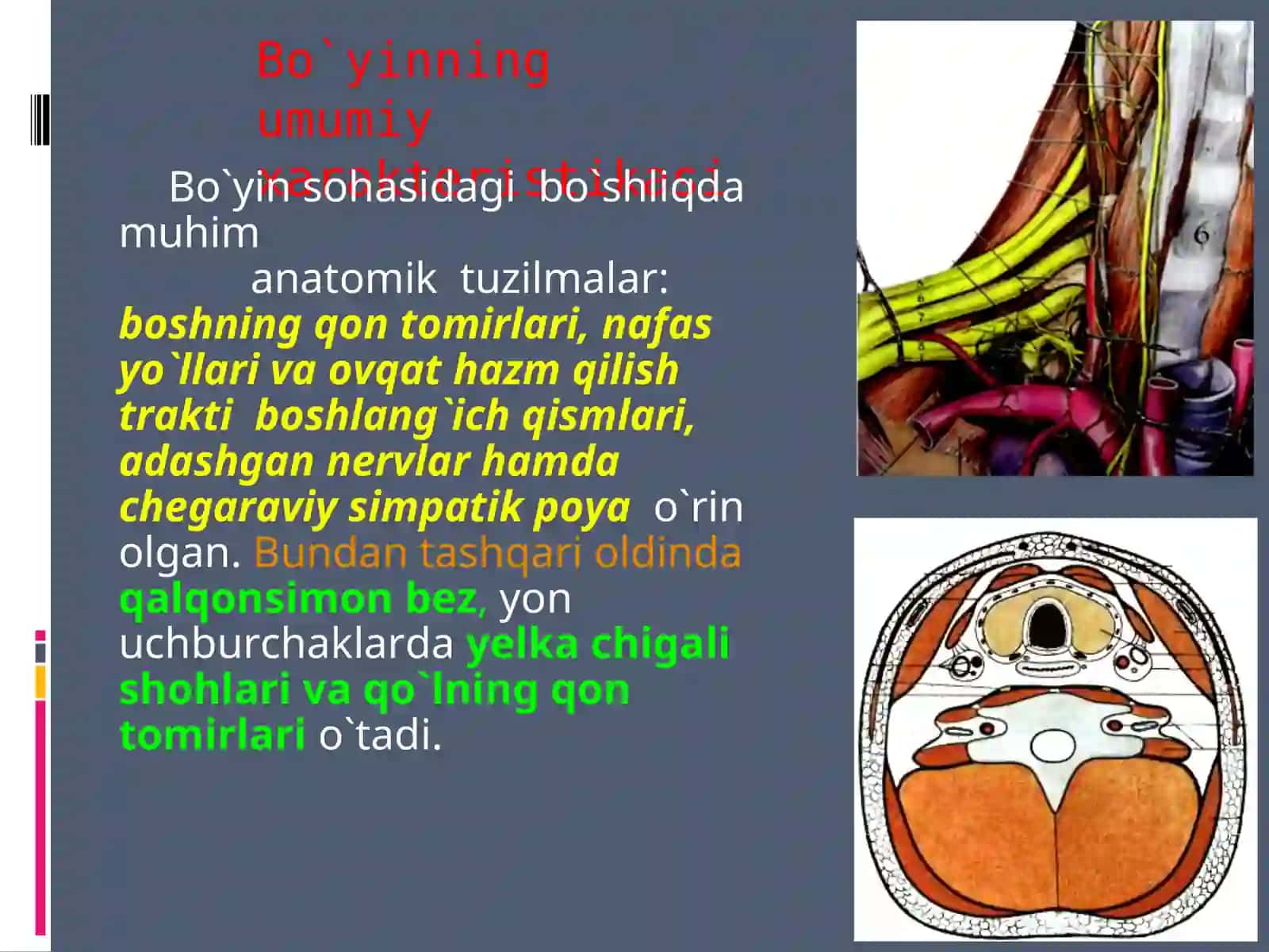 BO`YINSOHASINING KLINIK ANATOMIYASIVAОPERATIVJARROHLIKТEXNOLOGIYASI 3