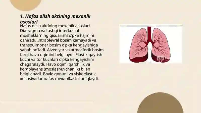 Nafas olish akti mexanikasi va markaziy boshqaruvi 3