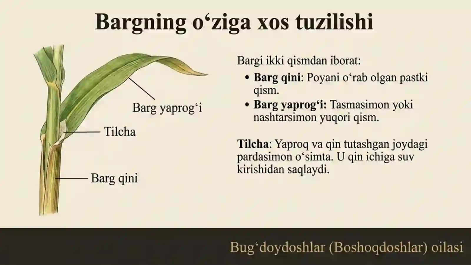 Bug'doydoshlar (Boshoqdoshar) oilasi 3