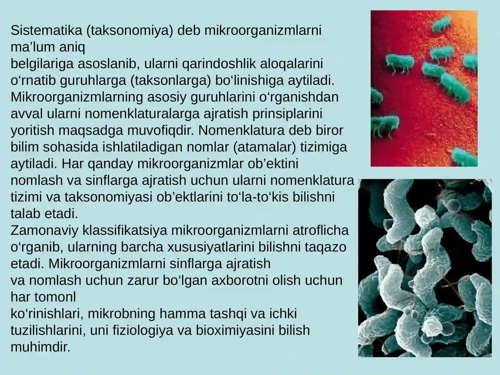 Mikroorganizmlarning zamonaviy klassifikatsiyasi 3