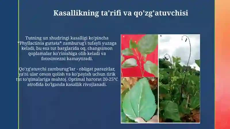 Tut daraxtida un shudring kasalligi 3