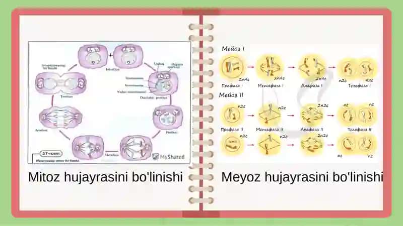 MitozMeyoz 3