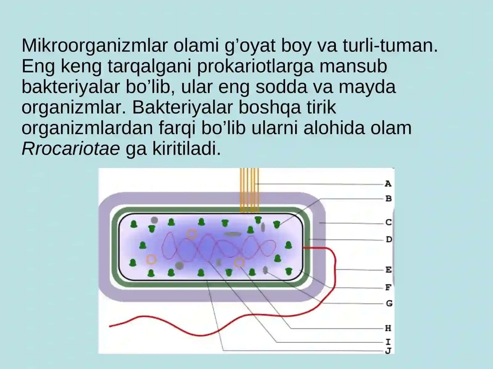 Mikrobiologiya fani, uning predmeti, vazifasi va ahamiyati 3