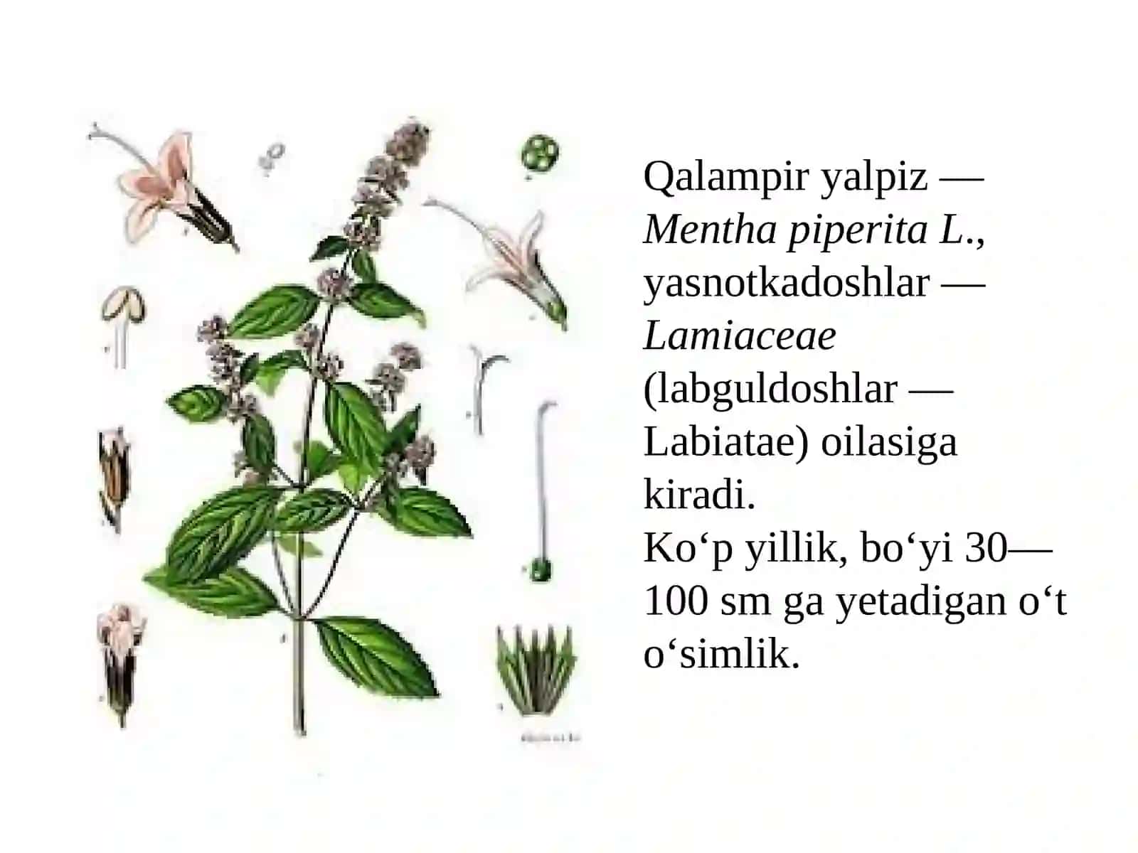Qalampir yalpizo‘simligini yetishtirish texnologiyasi 3