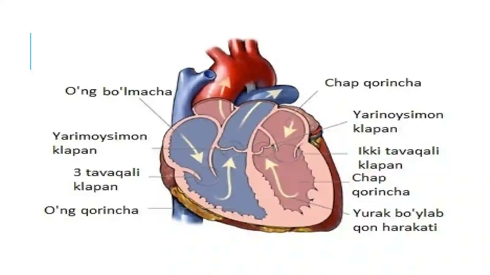 Yurak Anatomiyasi 3