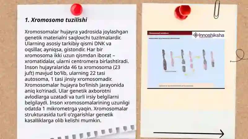 Irsiyatning xramasoma nazaryasi qoidalari 3