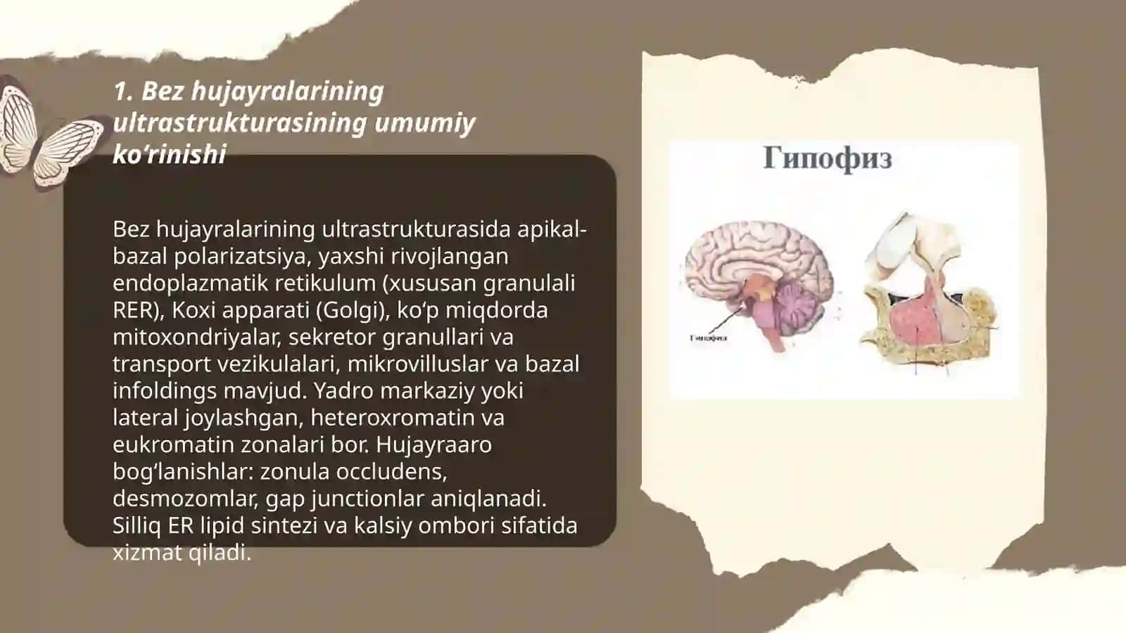 Bez sekretsiyasining ultrastruktura asoslari 3