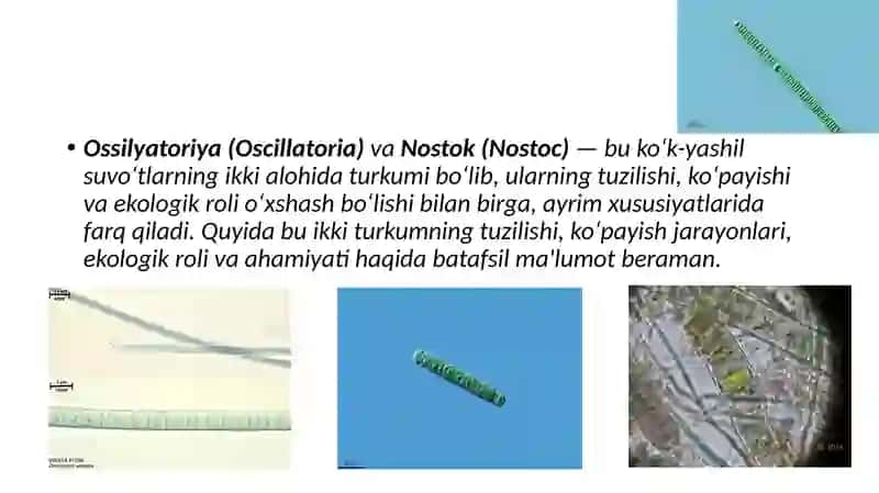KO'K-YASHIL SUV O'TLAR 3