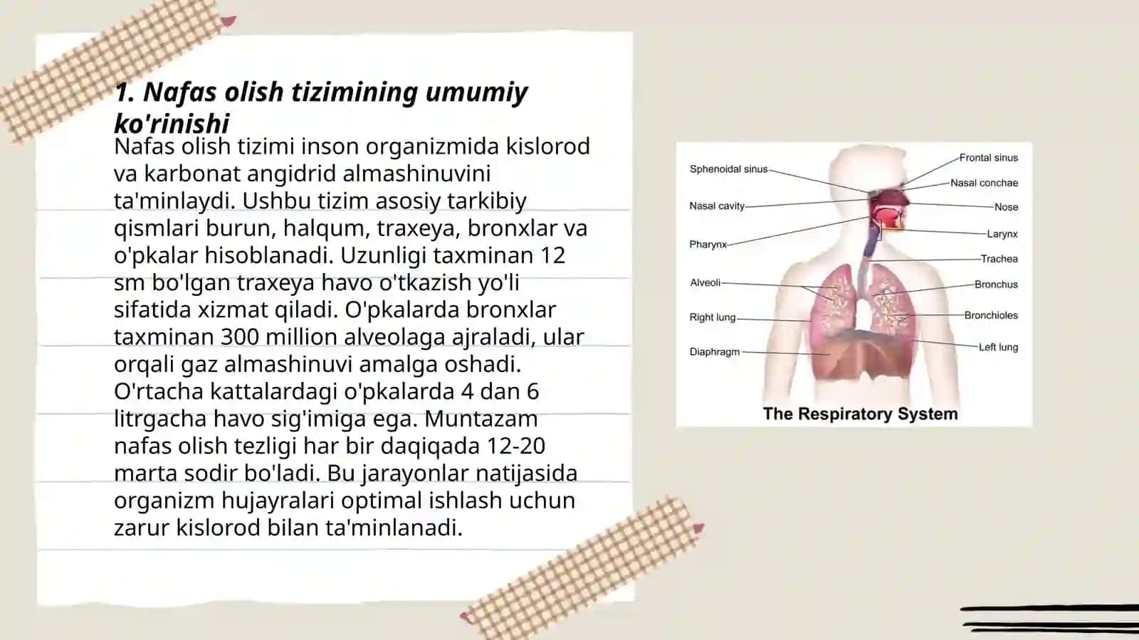 Nafas olish organlarining tuzilishi 3
