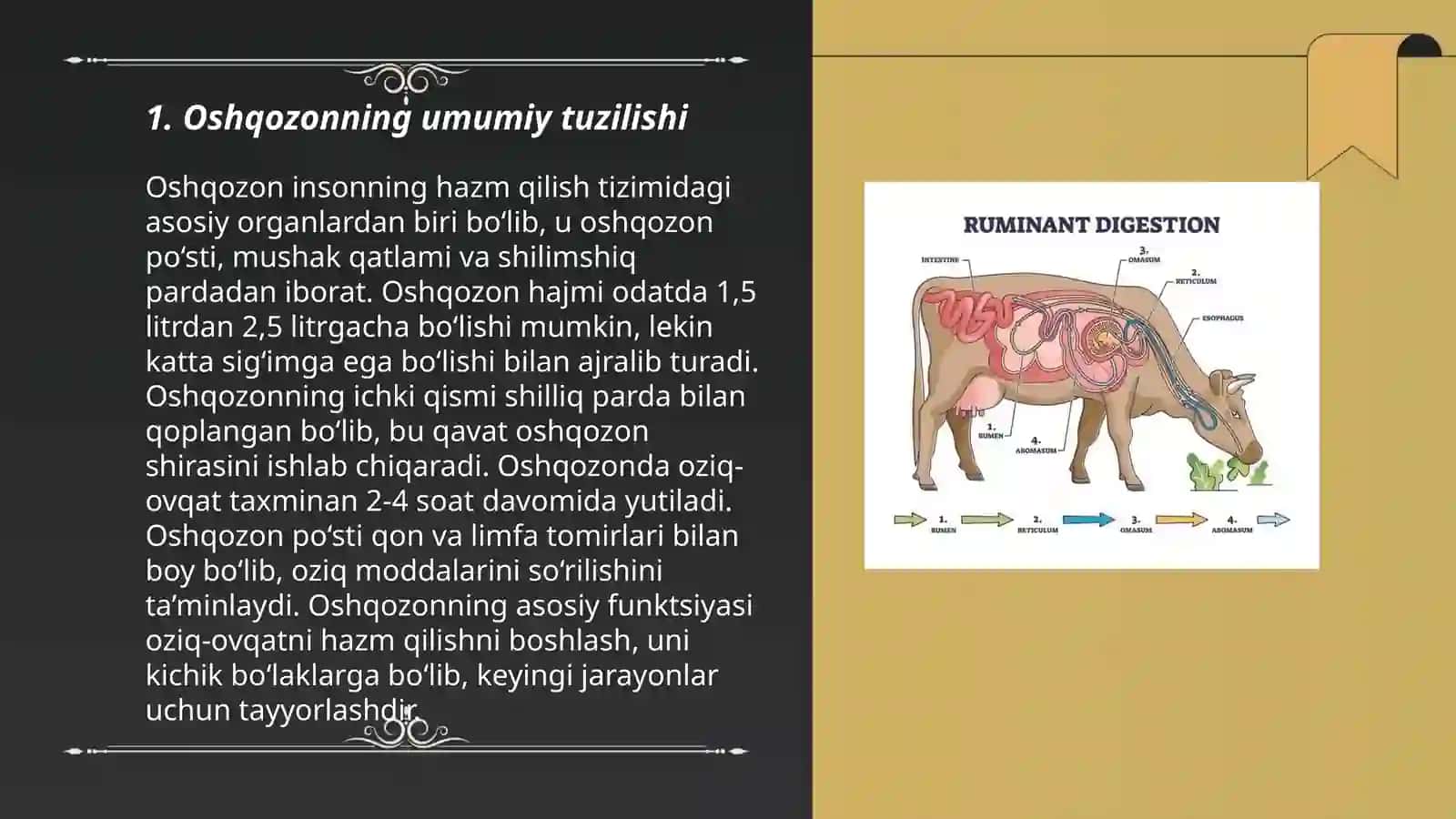 Hayvonlarda ovqat hazm qilish sistemasi oshqozon va ichaklarning sitologik gistologik embriologiyasi 3