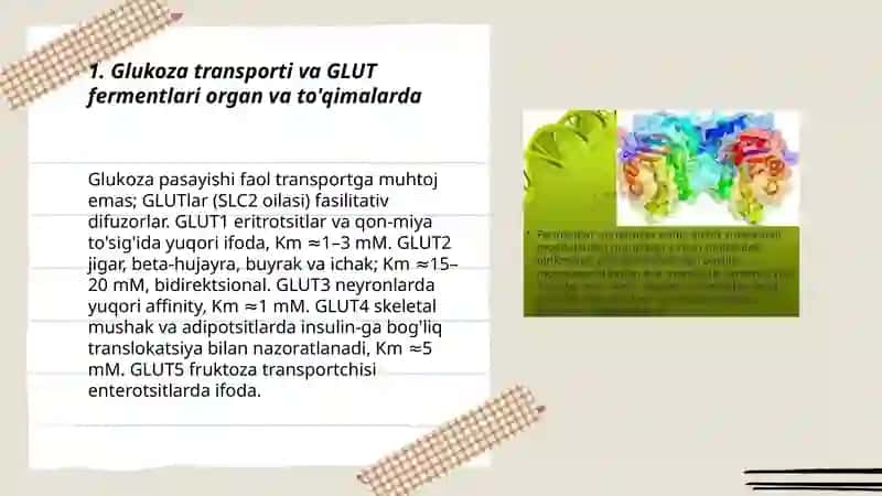 Glukoza transporti va GLUT fermentlari organ va to'qimalarda 3