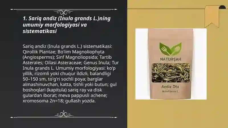 Sariq andiz - Inula grands L. ni yetishtirish texnalogiyasi 3