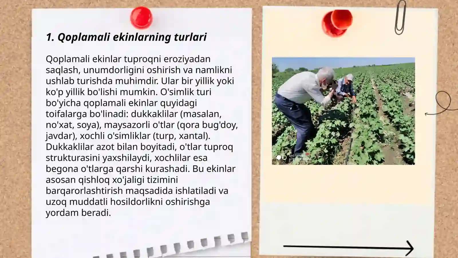 Organik dehqonchilikda qoplamali ekinlarni hosil qilish 3