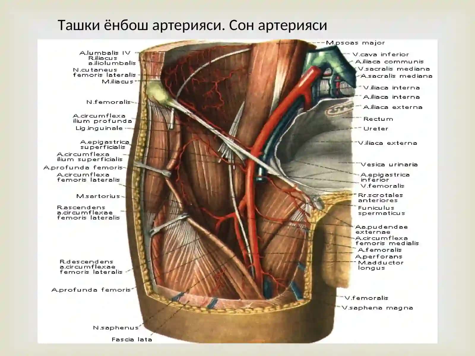 Ички ёнбош артерияси, Ташки ёнбош артерияси. Сон артерияси, Сон артериясининг тармоклари, Дум артериялари, тизза ости артерияси 3