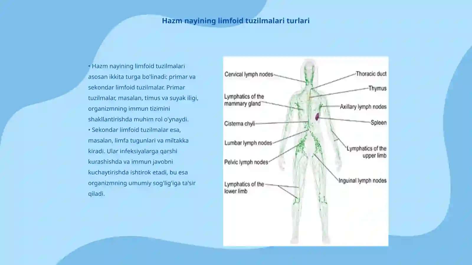 Hazm nayining limfoid tuzilmalari 3