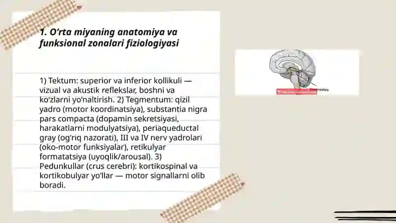 Oʻrta miya va oʻrta miya yadrolari fiziologiyasi 3