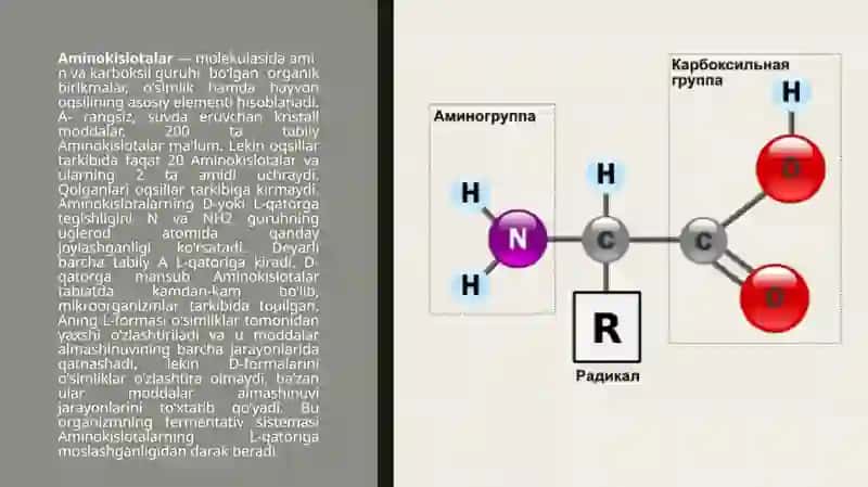 Aminokislotalarning sportchilar hayotidagi o'rni 3