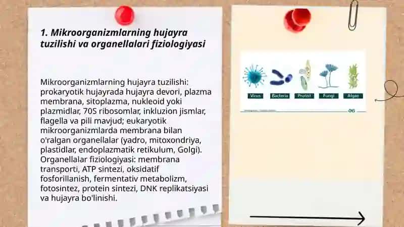 Mikroorganizimlar fizialogiyasi 3