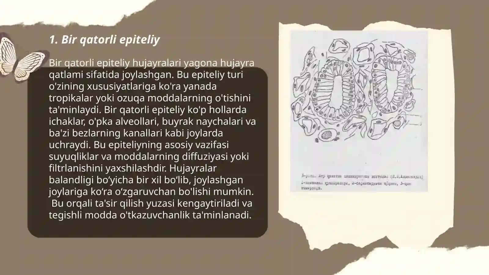 Silindrsimon kiprikli epiteliy Berman metodi 3