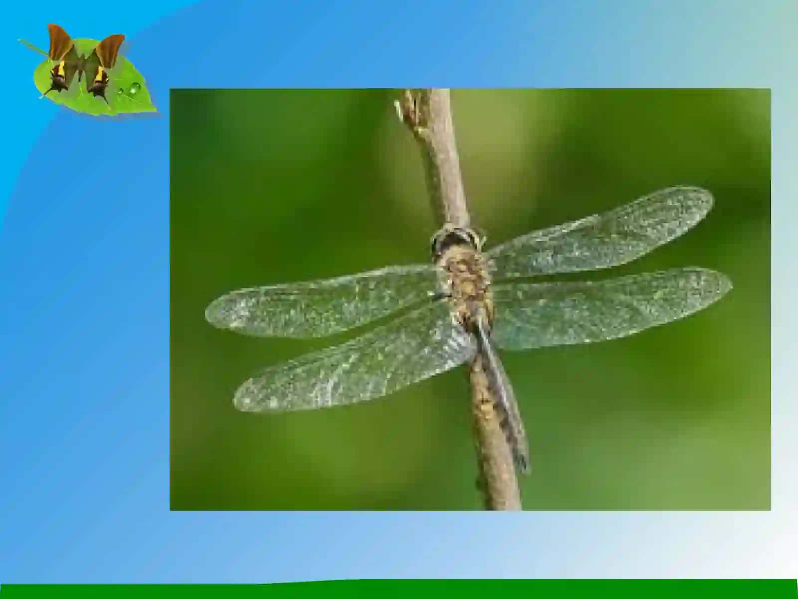 Teng qanotlilar(Homoptera) 3