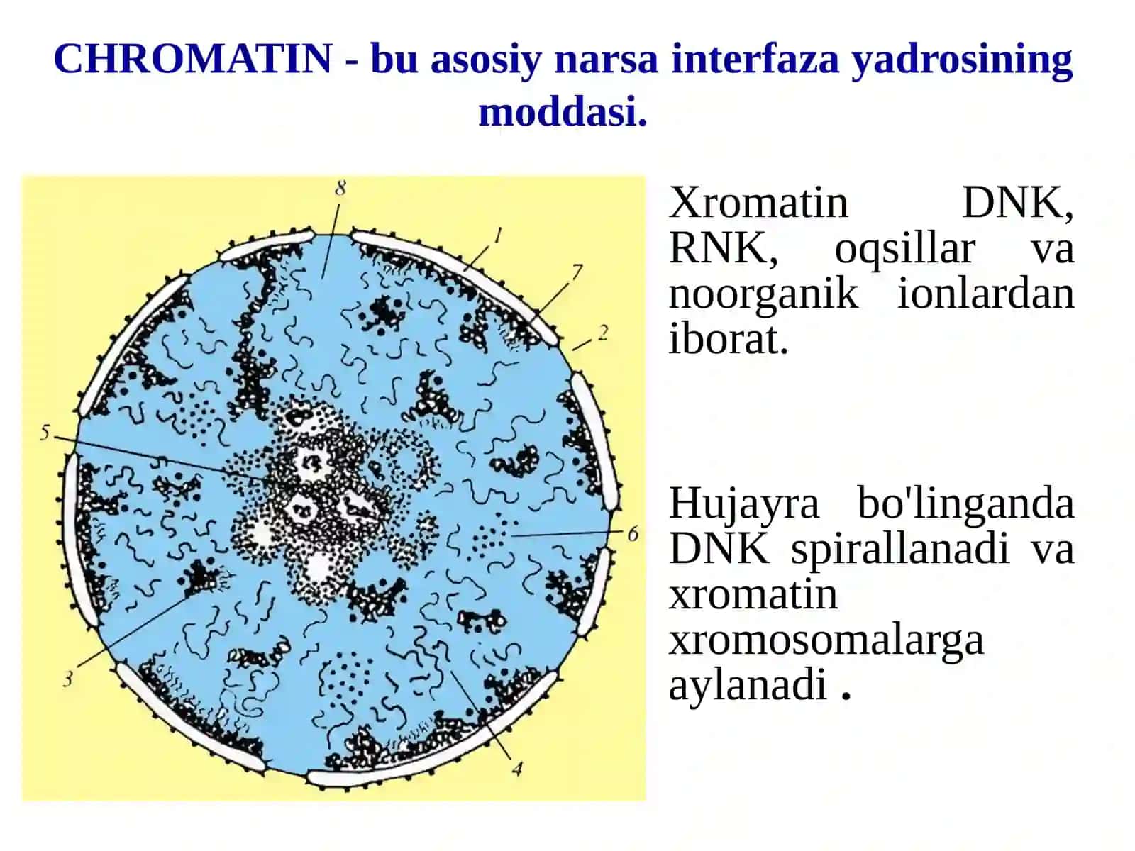 Xromosomalar 3