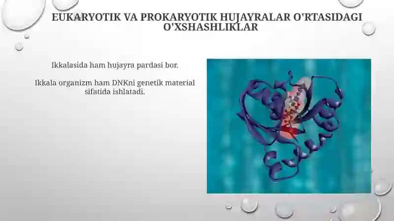 Hujayra shakllari eukariot va prakariot hujayralar 3